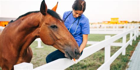 Caballo Características Alimentación Tipos Y Cuidados