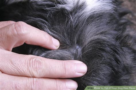 How to Tell if Your Dog Has Fleas: 10 Steps (with Pictures)