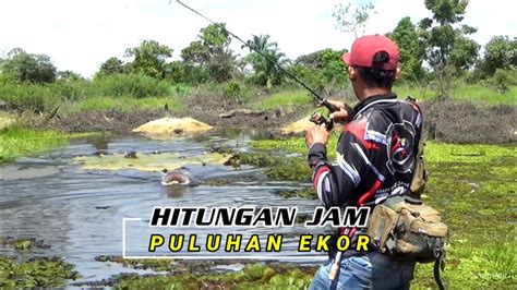 LUAR BIASA DAPAT JUMLAH BANYAK CASTING IKAN GABUS DISATU TITIK YouTube