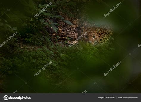 Javan Leopard Panthera Pardus Melas Nature Habitat Java Island