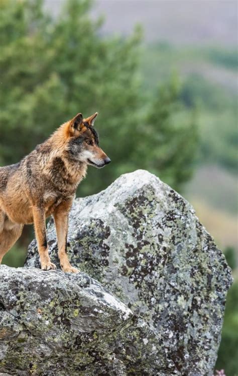 Un Experto En Grandes Carn Voros Aconseja Qu No Hacer Bajo Ninguna