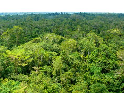 Forest Canopy High Above The Canopy In Papua Indonesia P Flickr