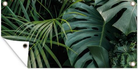 Schuttingposter Planten Jungle Bladeren Tropisch X Cm