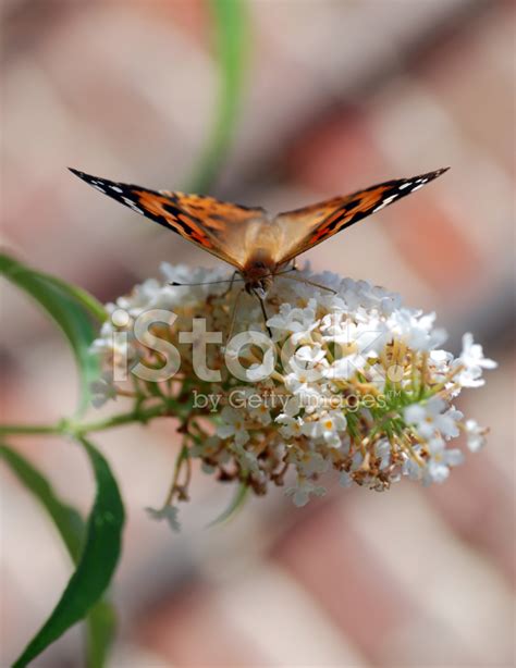 Painted Lady Butterfly Stock Photo | Royalty-Free | FreeImages