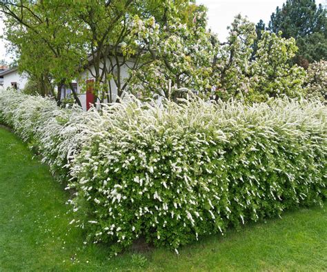 Best flowering hedges: 12 plants for beautiful boundaries | Homes & Gardens