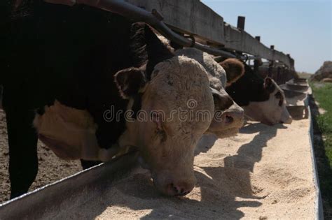 Cows Eat Silage At A Large Dairy Farm Milk Production Stock Image