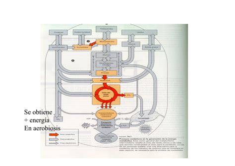 PDF Glucolisis Y Ciclo De Krebs DOKUMEN TIPS