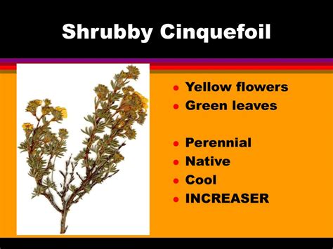 Ppt Shrubs Powerpoint Presentation Free Download Id3119471