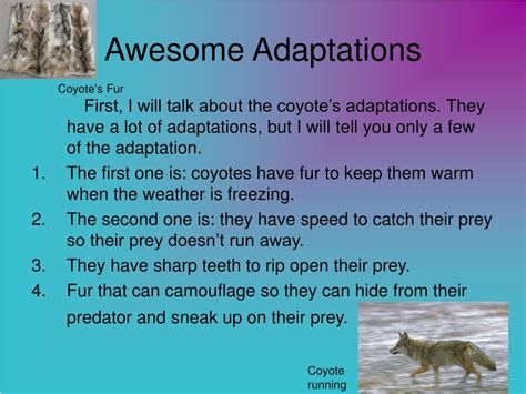 PPT - Coyotes PowerPoint Presentation, free download - ID:97727