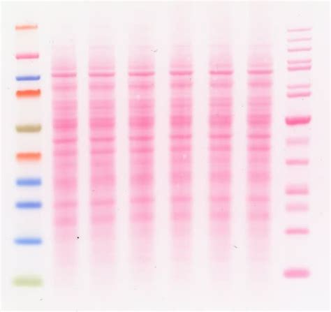 Thermo Scientific Ponceau S Staining Solution Ponceau S Staining