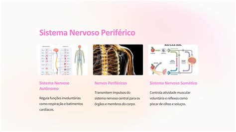 Anatomia Do Sistema Nervoso 5 Aula 01 Slide Pdf