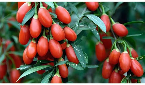 Goji Berry Poşet Çay 45 Adet Kurt Üzümü Çayı form Çayı Hediyelik Esya