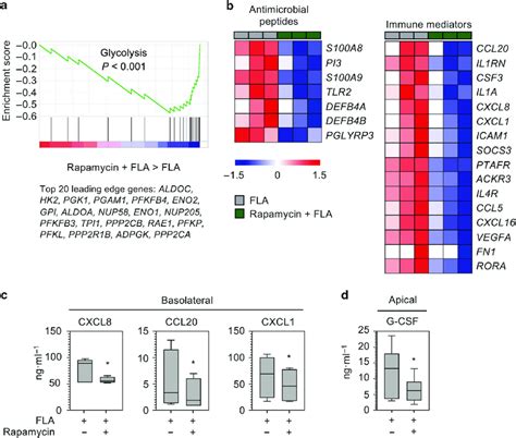 MTOR Regulates HBE Cell Immune Function In Response To Flagellin A