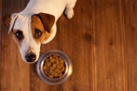 Allergie alimentaire chez le chien symptômes et traitement