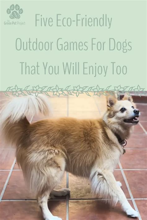 Eco-Friendly Outdoor Games For Dogs | The Green Pet Project