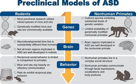 Summary Of Non Human Primate Models Of Autism Medicilon