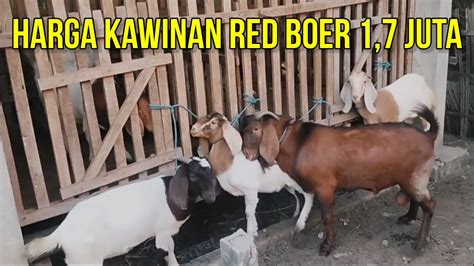 Harga Kambing Kawinan Red Boer 1 7 Juta Di Boerkah Jaya Farm Blitar