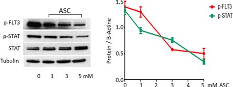 Asc Treatment Causes Inhibition Of Activated Flt3 Signaling The