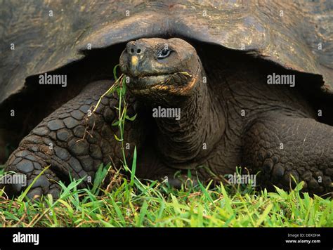 Tortue G Ante Des Galapagos Geochelone Elephantopus En Voie De