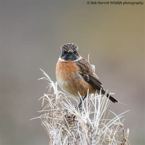 Stonechat Lunt Meadows Bob Hurrell Wildlife Flickr