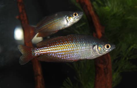 Deep Water Creek Rainbow – Natural Environment Aquatix