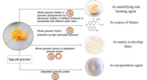 Potential Uses Of The Dried Egg Yolk Lipid Granules Source Marcet Et