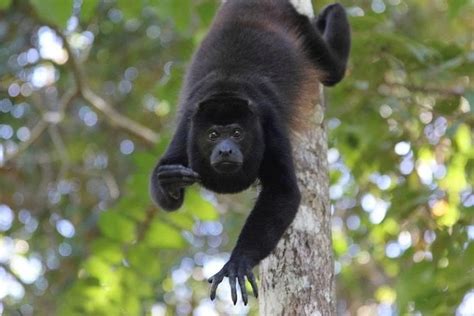 Palo Verde Wildlife Tour From Tamarindo