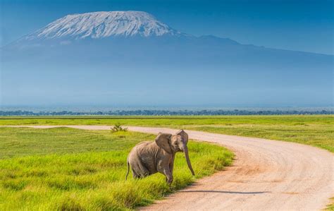 amboseli national parkwildlife kenya safaris kenya