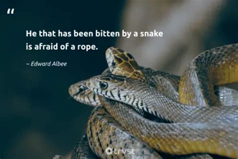 49 Snake Quotes Exploring The World of These Limbless Reptiles (2024)