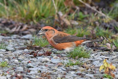 We Bird North Wales Crossbills And Waxwings