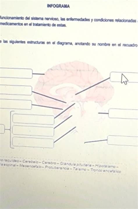 Infograma Del Sistema Nervioso Del Ser Humano Brainly Lat