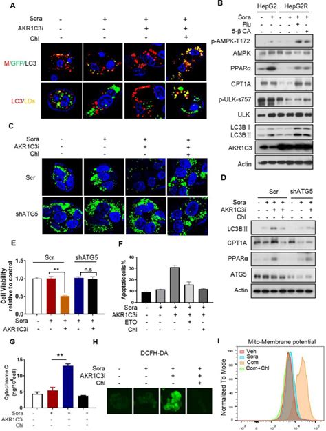 Akr C Inhibits Autophagy Dependent Ld Degradation A Empty Vector And