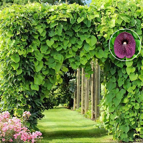 Кирказон – фото и описание, посадка и уход