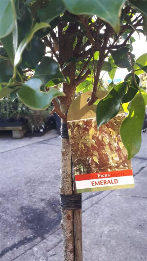 Ficus Hillii Emerald Hello Hello Plants