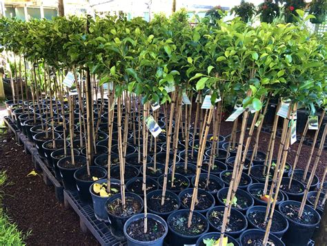 Ficus Emerald Standard — Rockbank Nursery