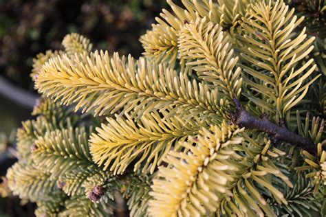 Shop Abies Procera Golden Crown Noble Fir Conifer Kingdom