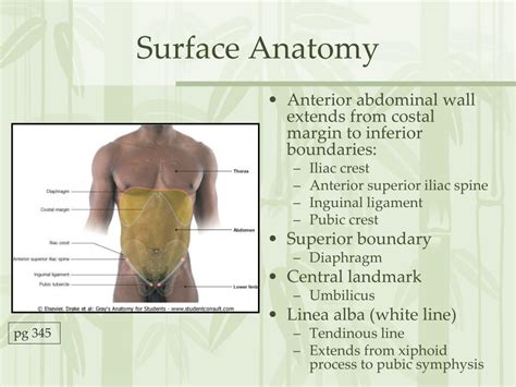 Ppt The Abdomen Powerpoint Presentation Free Download Id 5535939