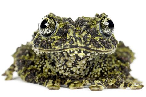 Mossy Frog Facts Critterfacts