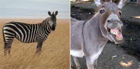 Zebra has a baby zonkey after getting frisky with a donkey