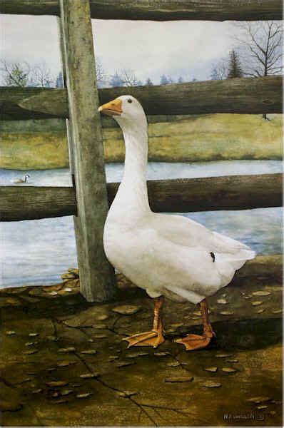 Art Canard Nicolas Vanier Duck Drawing Realism Artists Snow Goose