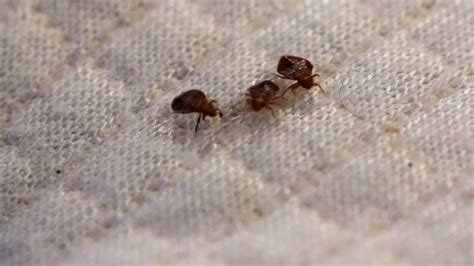 Bedbugs haunt Paris as French capital prepares to host Olympics next ...