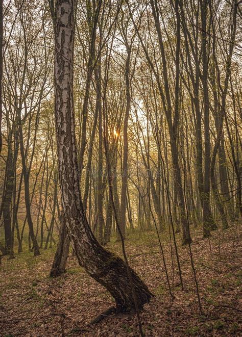 Spring forests stock image. Image of sunrise, tree, nature - 210447151