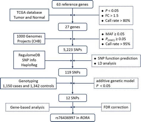 Flow Chart For Selecting Snps In Circadian Clock Pathway Genes Fc Fold