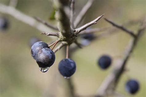 Como Plantar Ameixa Ameixeira Prunus Subg Prunus