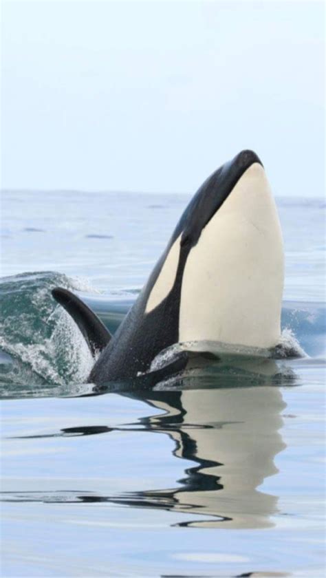 Orca Whales Majestic Ocean Creatures