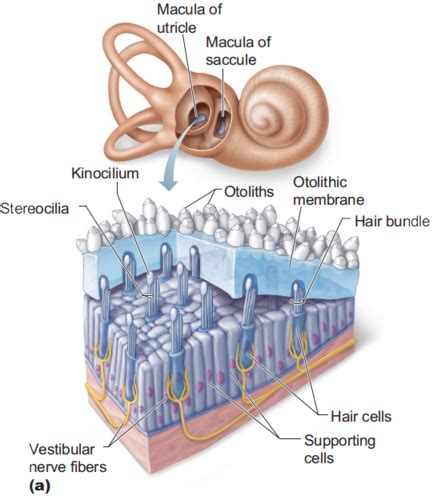 Otolithic Membrane