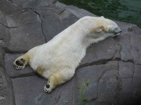 Sleeping Polar Bear by SiberianClover-Stock on DeviantArt