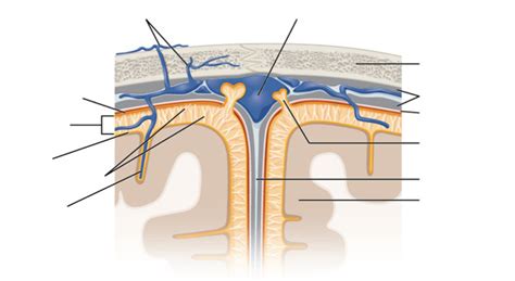 Meninges Diagram | Quizlet