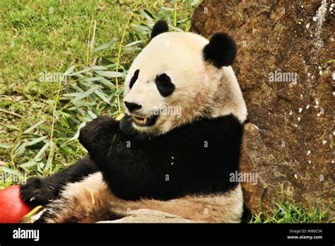 A Panda eating Bamboo Stock Photo - Alamy