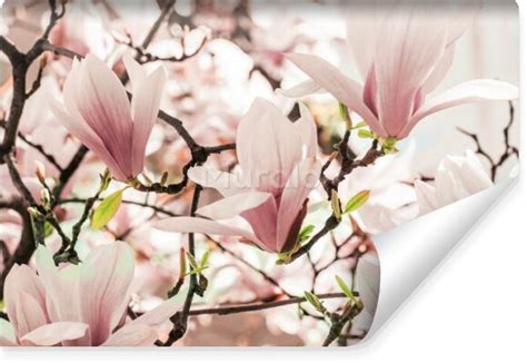 Fototapeta Delikatne Kwiaty Magnolii W Kategorii Kwiaty Magnolie W